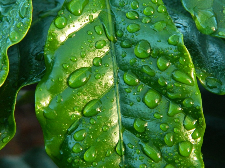 leaf-rain-coffee-water-38435-large.jpeg